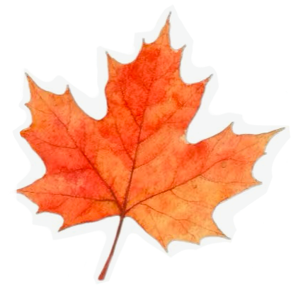 Maple leaf